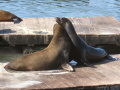 Sea Lions at Pier 39, San Francisco
