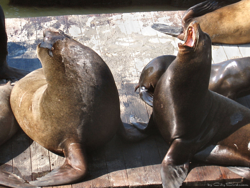 Sea Lions of Pier 39, San Francisco