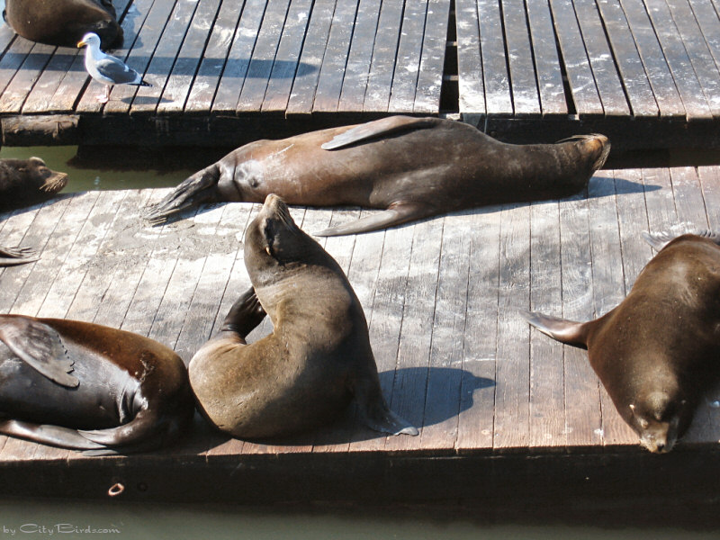 Sea Lions of Pier 39, San Francisco