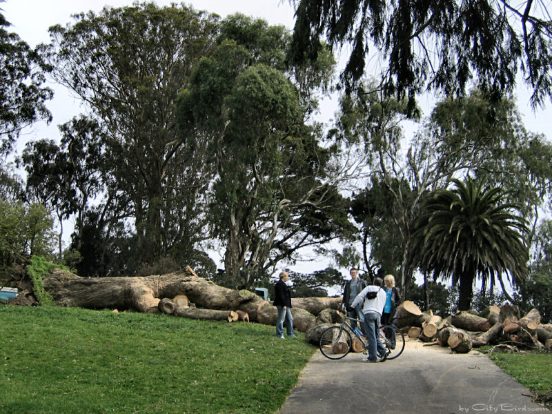 Fallen Tree at Lafayette Square Park
