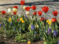 Flowers, Pier 39, San Francisco