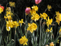 Flowers, Pier 39, San Francisco
