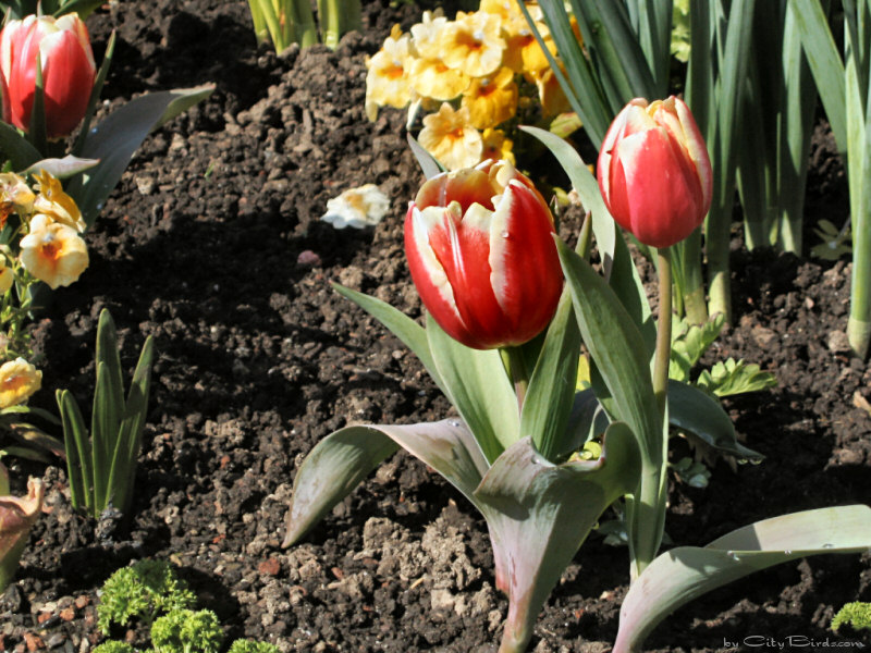 Spring Flowers at Fishermen's Wharf