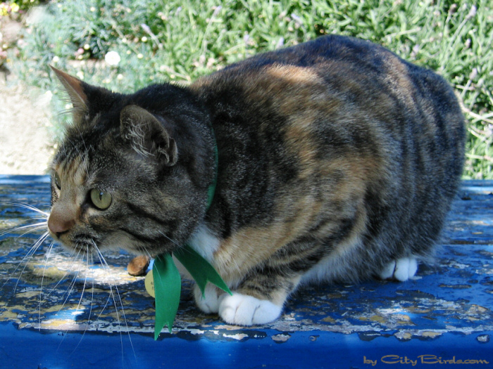 Cat, Fort Mason, San Francisco.