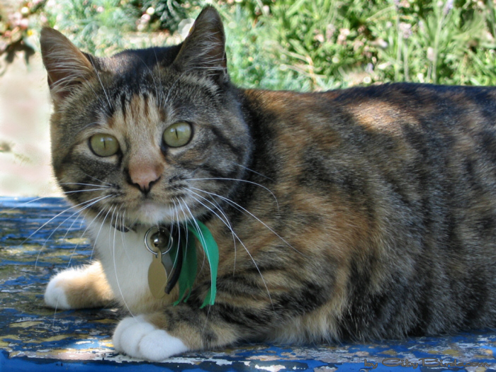 Cat, Fort Mason, San Francisco.