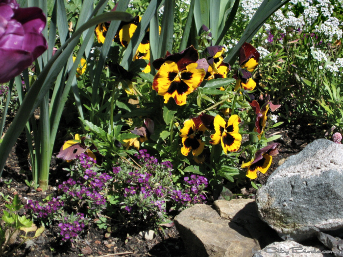 Fort Mason Garden, San Francisco.