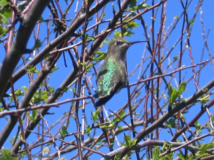 Hummingbird, Fort Mason, San Francisco.