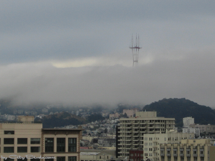 Fog in San Francisco.