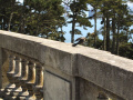 Blackbird at the Legion of Honor.