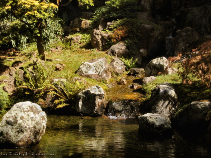 Japanese Tea Garden