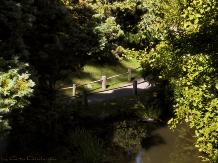 Japanese Tea Garden
