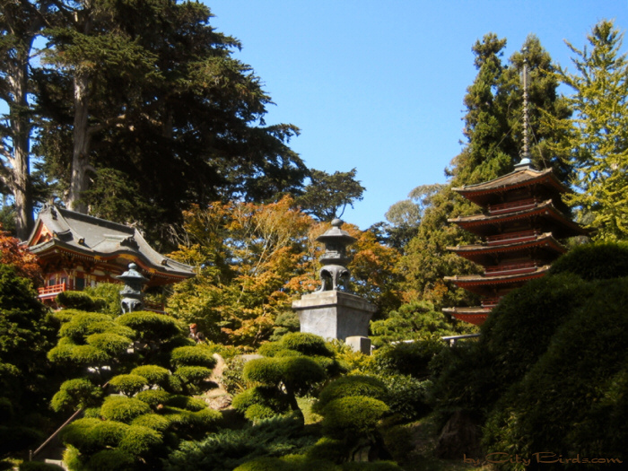 Japanese Tea Garden