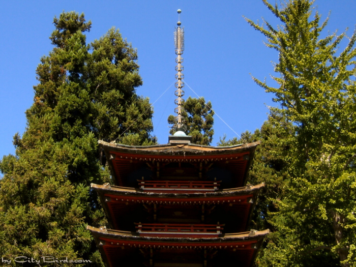 Japanese Tea Garden