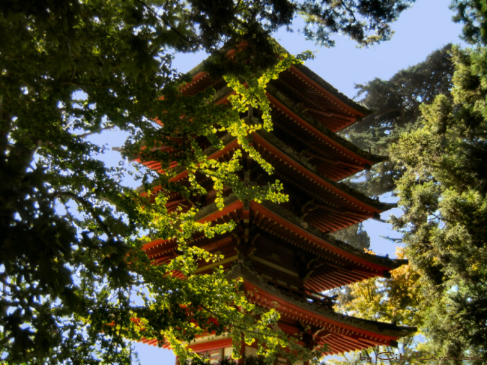 Japanese Tea Garden