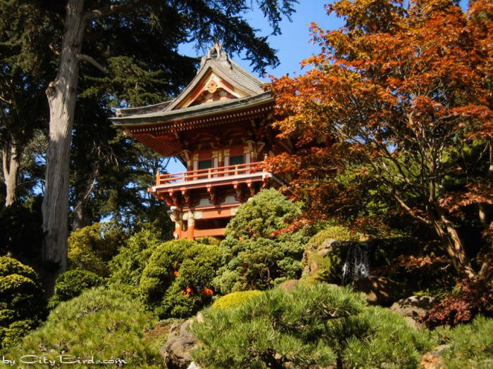 Japanese Tea Garden
