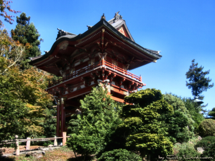 Japanese Tea Garden