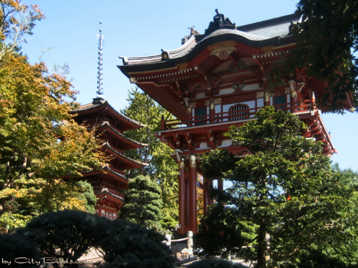 Japanese Tea Garden