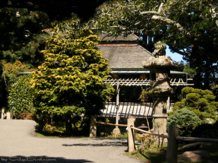 Japanese Tea Garden