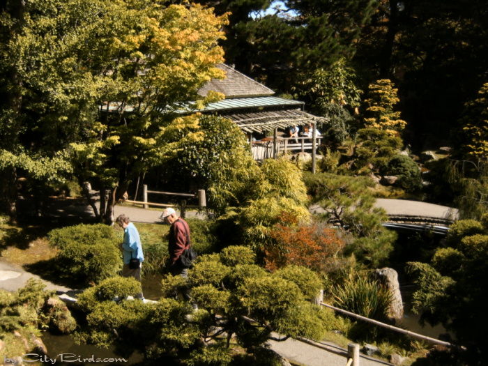 Japanese Tea Garden