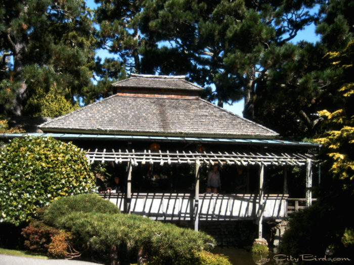 Japanese Tea Garden