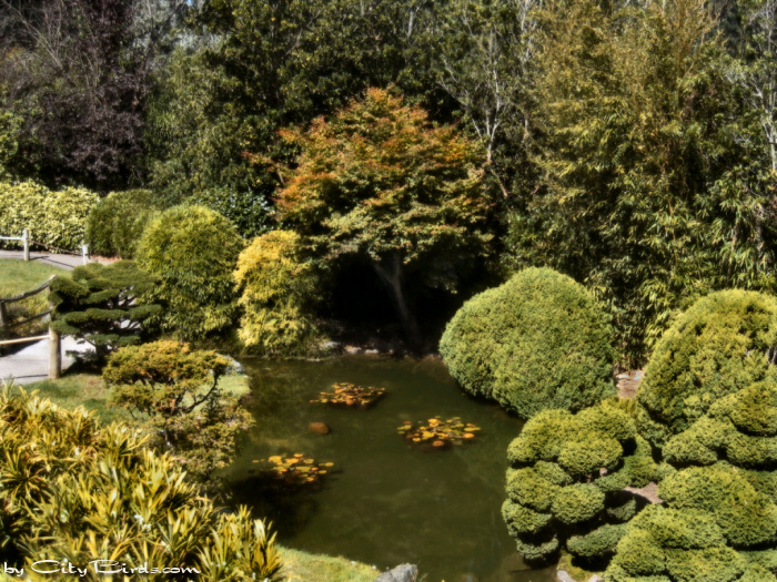 Japanese Tea Garden