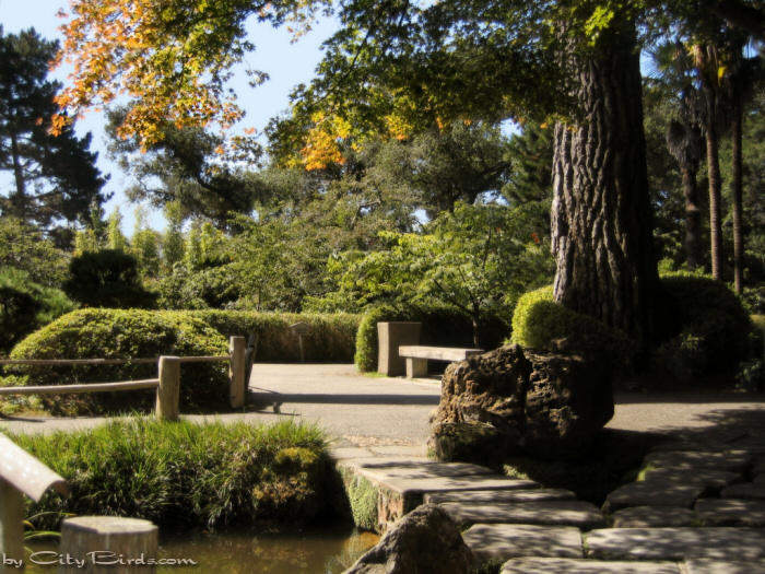 Japanese Tea Garden