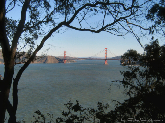 Golden Gate Bridge