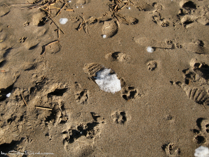Sands of Baker Beach