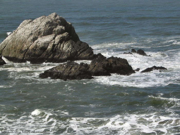 Sea, Rocks and Birds