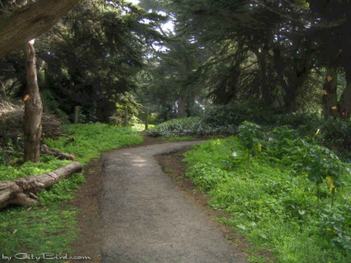Sutro Heights Path