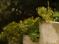 Flowers atSutro Heights