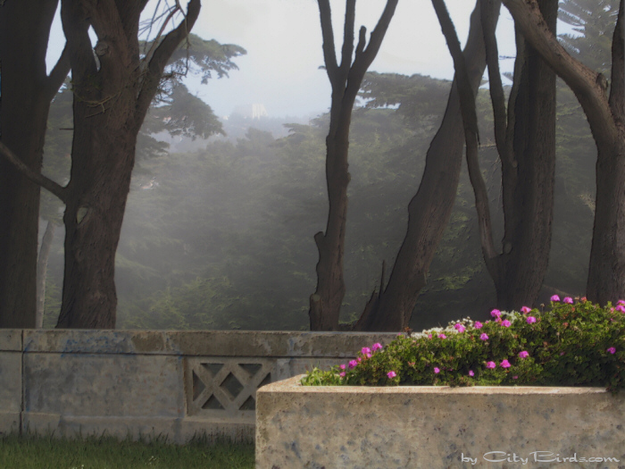 Sutro Heights