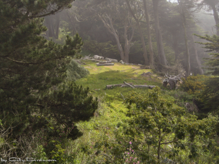 Sutro Heights