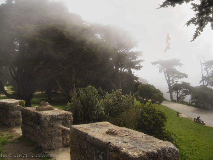 Fog Rolls In