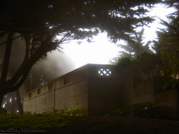Fog Rolls In