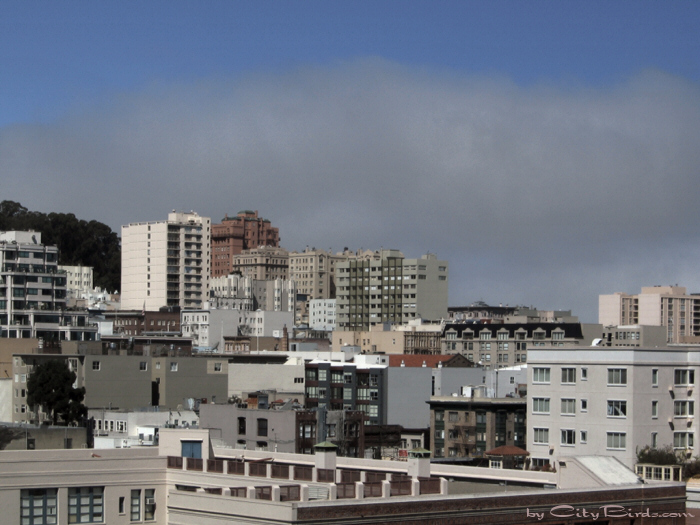 San Francisco Spring-Summer Weather