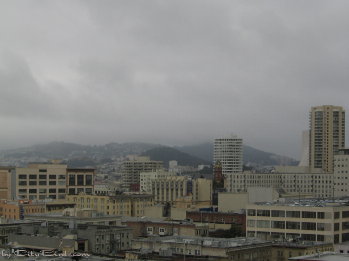 San Francisco Spring-Summer Weather