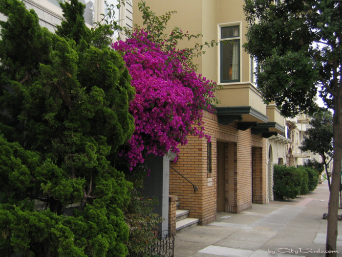 San Francisco Spring-Summer Weather