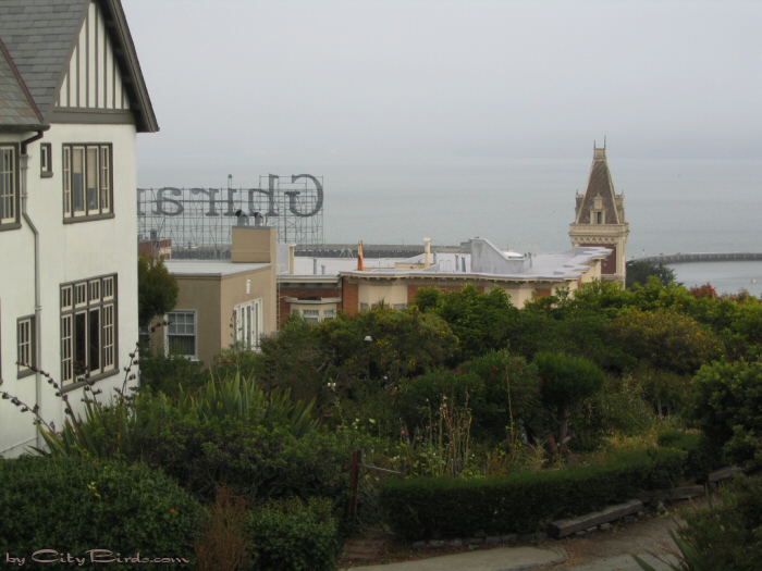 San Francisco Spring-Summer Weather