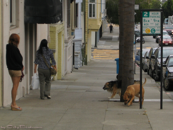 San Francisco Spring-Summer Weather