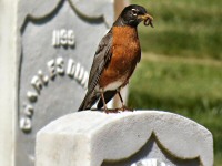 On June 1, 2013 this American Robin at San Francisco National Cemetery (located at the Presidio of San Francisco) is busy feeding chicks in a nest high above in a tree.
