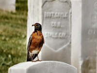 On June 1, 2013 this American Robin at San Francisco National Cemetery (located at the Presidio of San Francisco) is busy feeding chicks in a nest high above in a tree.