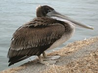 A Young Brown Pelican at Lake Merritt, Oakland, CA A Young Brown Pelican at Lake Merritt, Oakland, CA