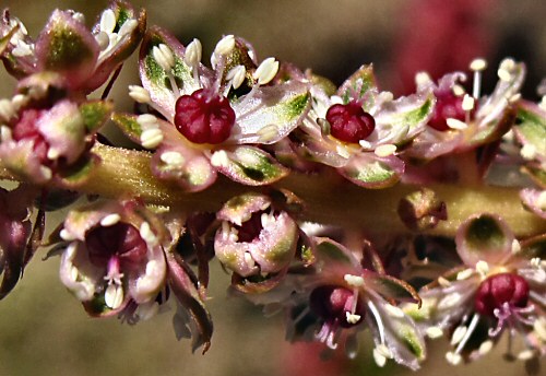Revised 4:3 Natural Photographs